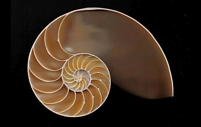 Chambered Nautilus